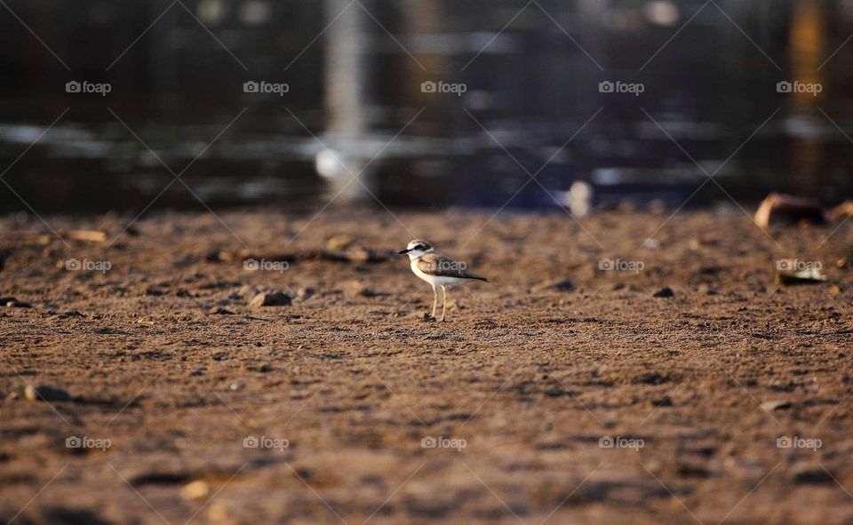 Kentish plover. Alone for distance with others. A colony shorebird typical for tourism sea. Calm, and playing so free at the sand. Sometimes flyng , but friendly with person.