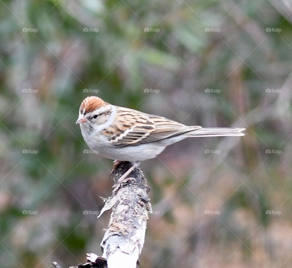 Backyard Chipping Sparrow