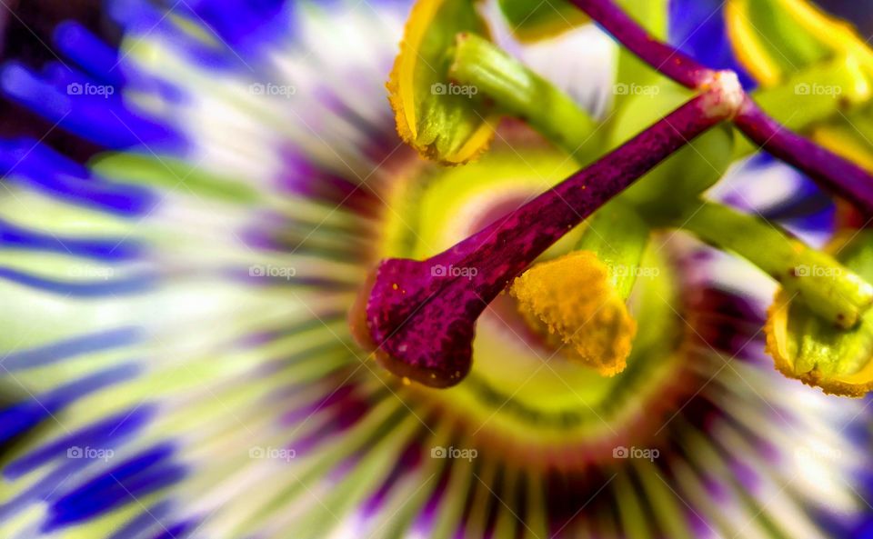 Close up macro of a colorful passiflora flower