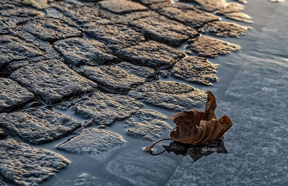 autumn leaf lies on the pavement