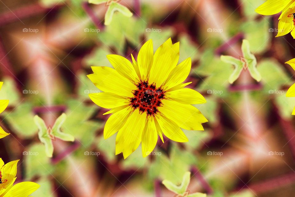 the beauty of nature