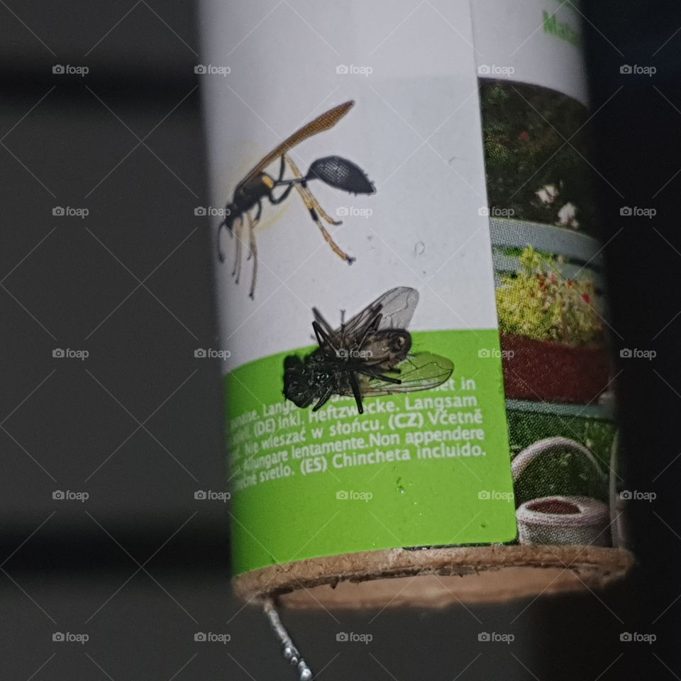 Photographed close to a dead fly