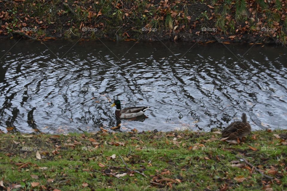 Water, Bird, Pool, River, Nature