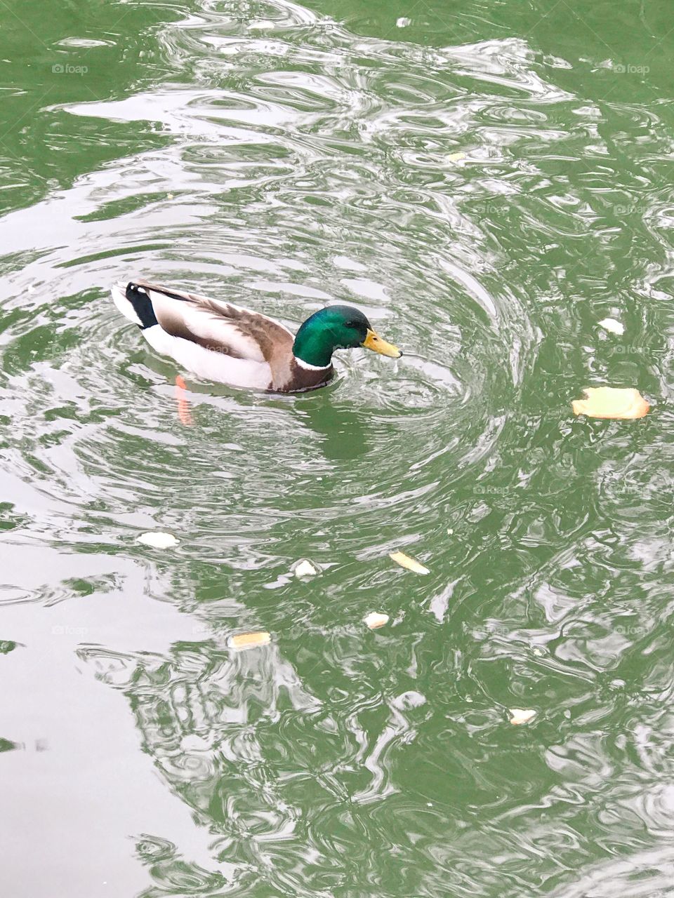Ducks