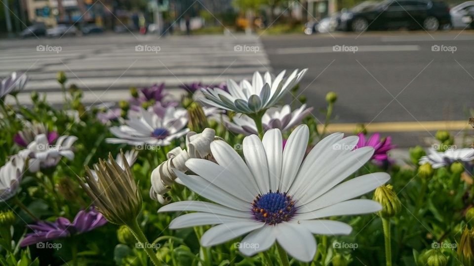 Roadside flowers