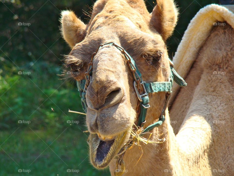 Camel