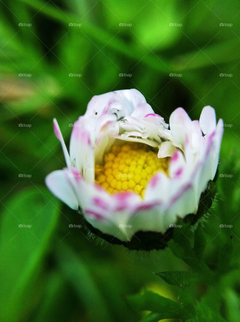 landscape green flowers garden by miss_falcon