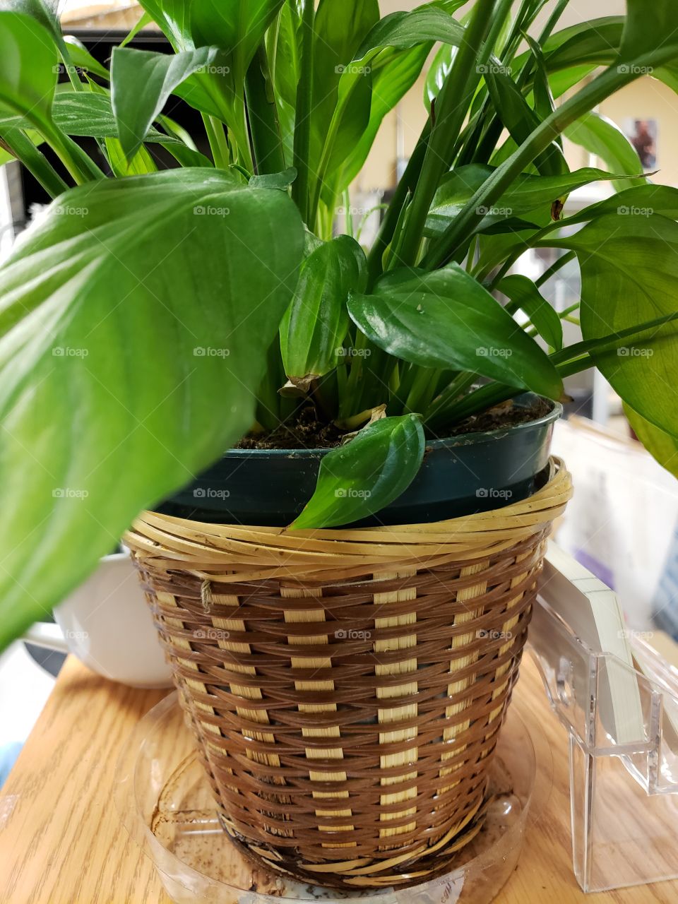 plant in wicker basket