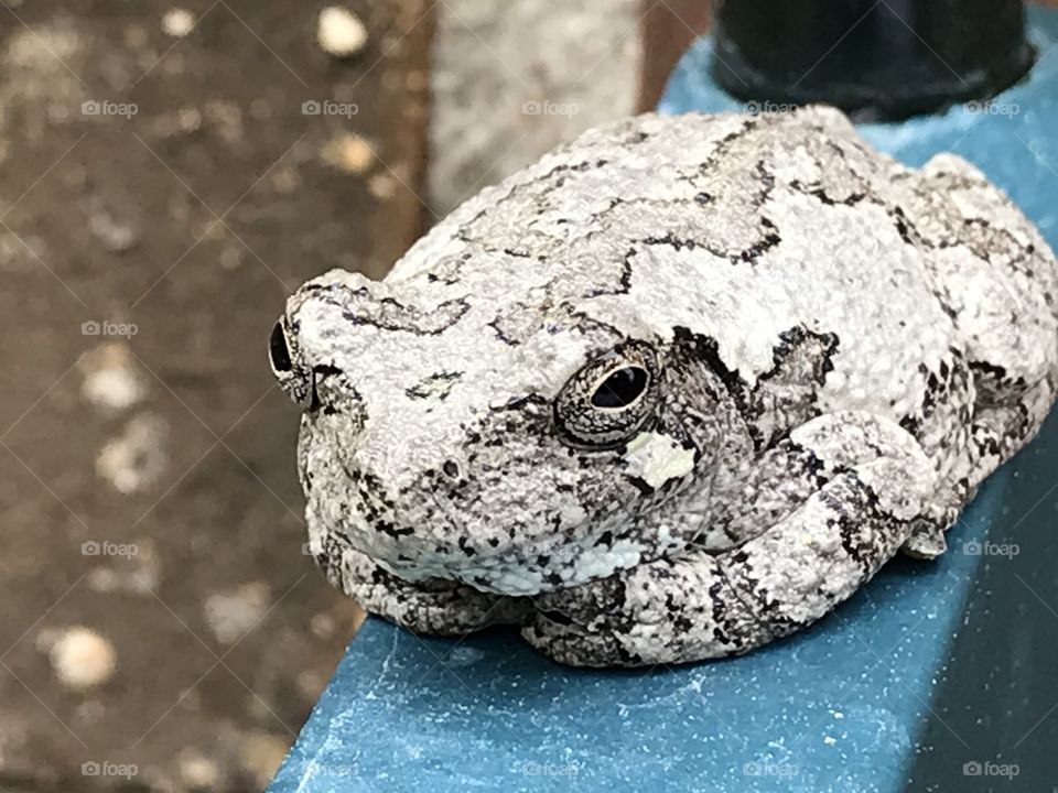 Toad