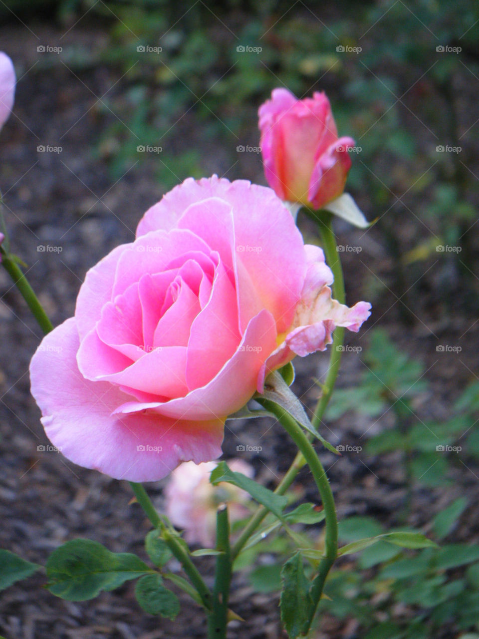 garden pink bud rose by dixieyankee