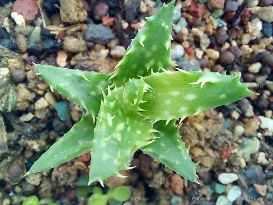 beautiful little green flower..