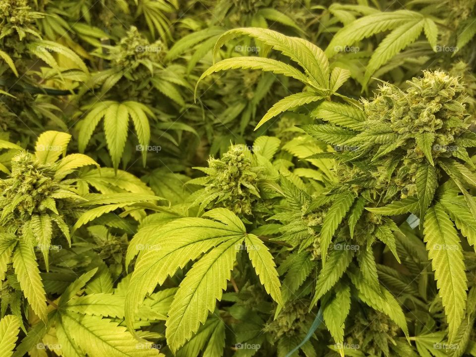 Tops of Indoor Marijuana Plant. Cannabis buds on top of mature indoor marijuana plants