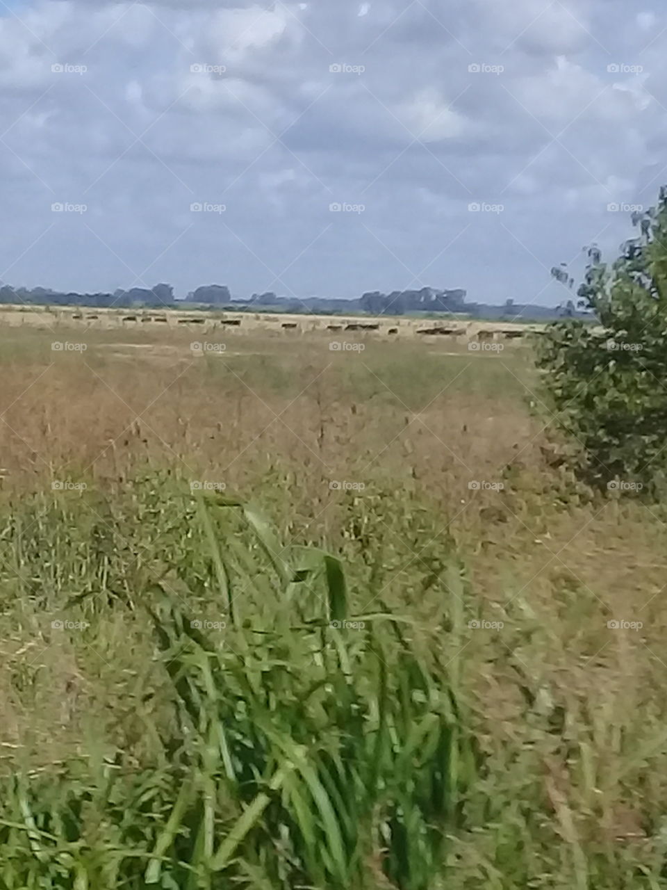 campo abierto con ganado bovino pastoreando a lo lejos. Foto tomada desde un ómnibus en movimiento.