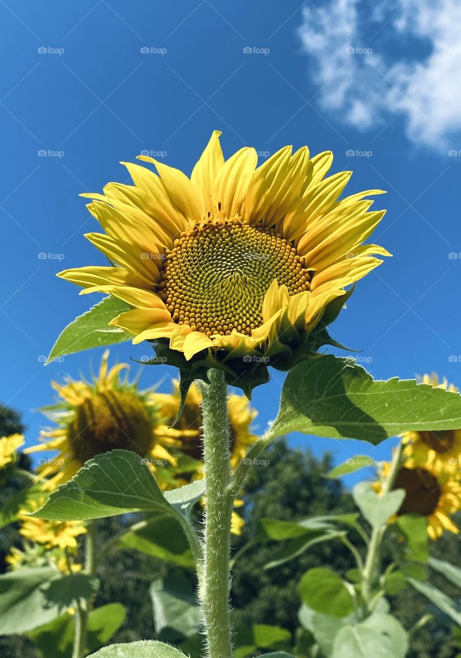 sunflower