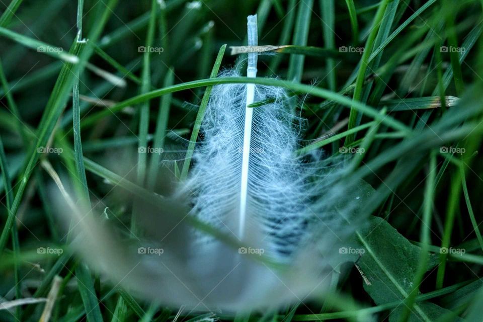 feather