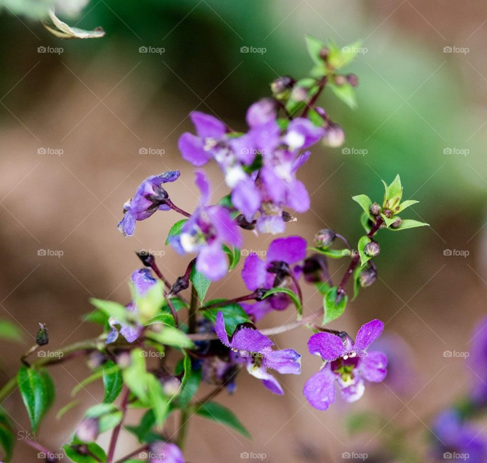 Purple Flowers in Sun