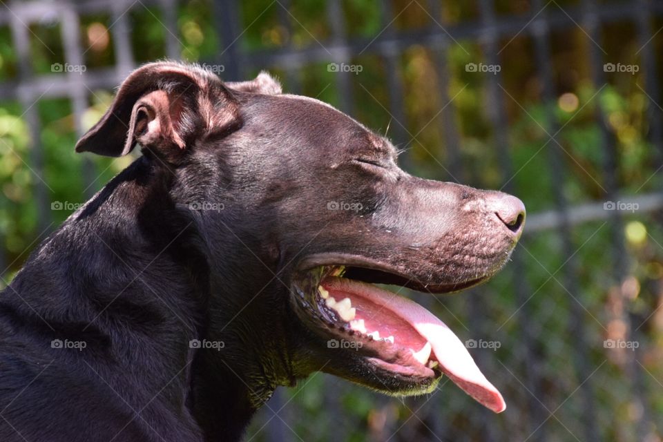 Black Pit bull/ German Shepard mix 