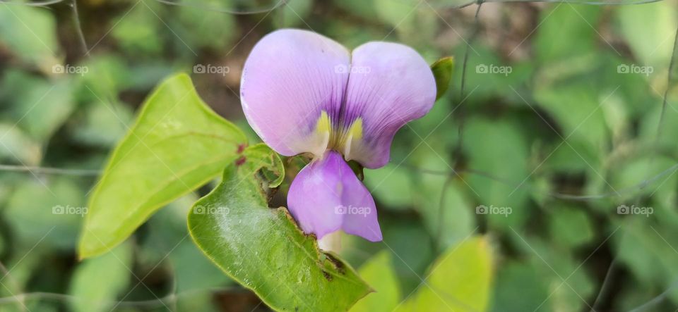 Vegetable Flowers
