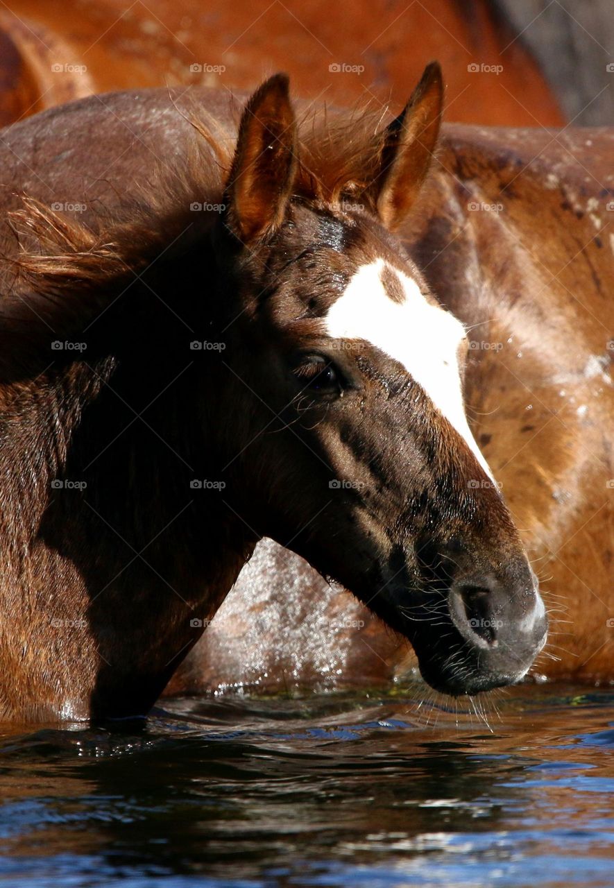 Portrait of a Wild Colt