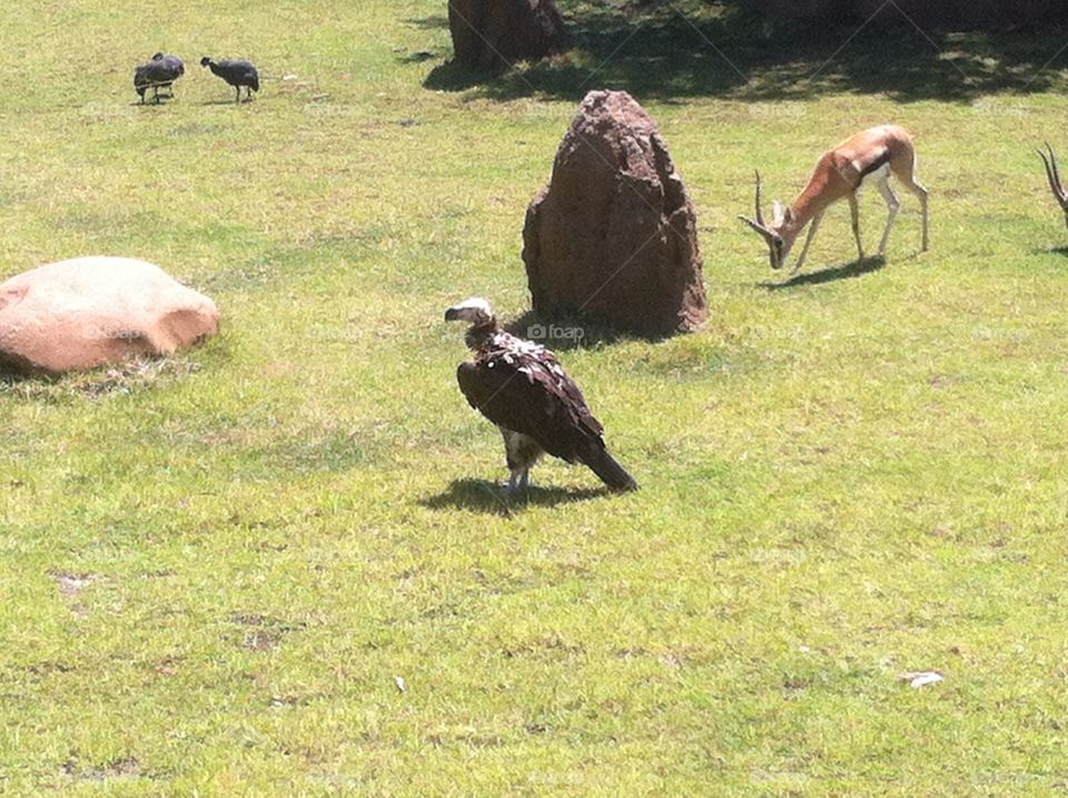Vulture. Vulture among impallas 