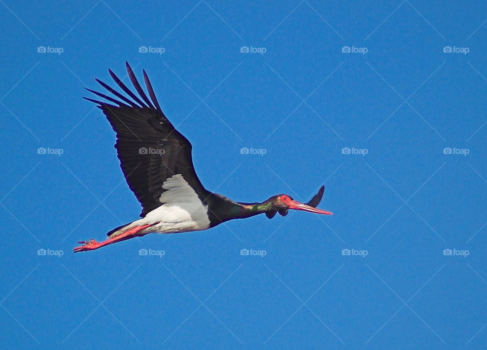 Black stork