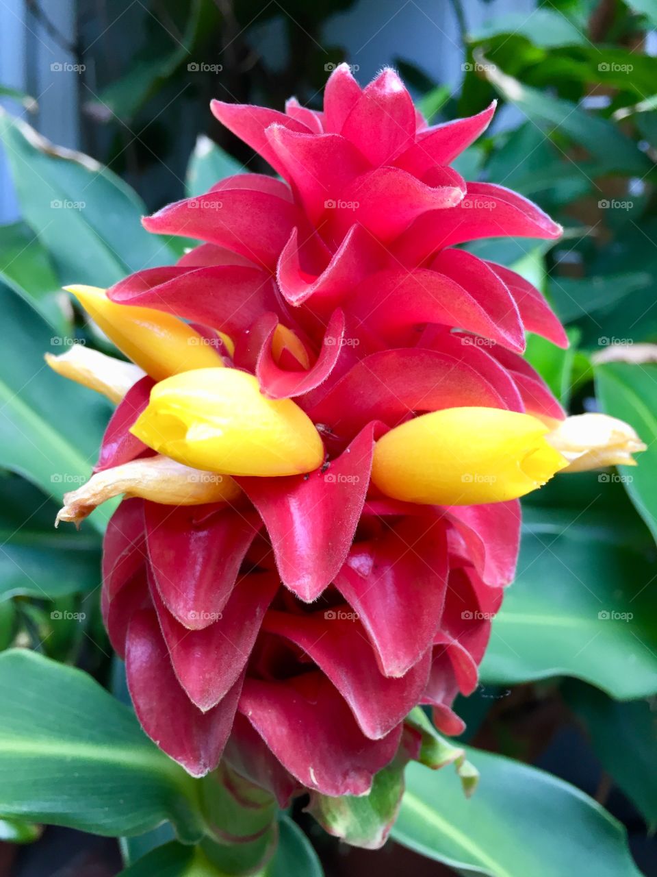 Tropical Heliotrope flower