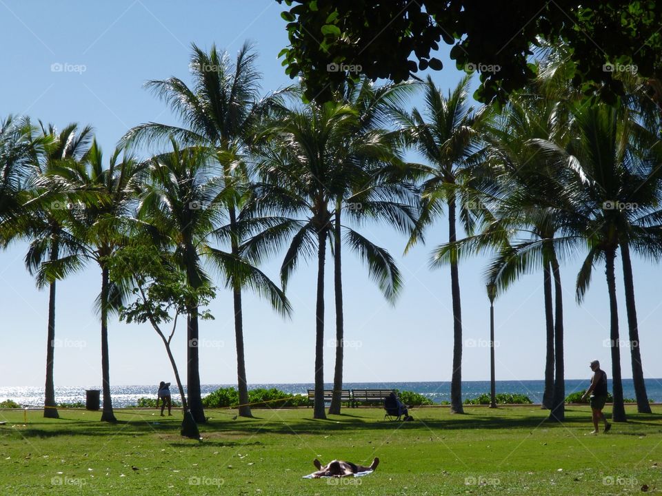 Giants. Palm trees. Waikiki beach Oahu Hawaii.