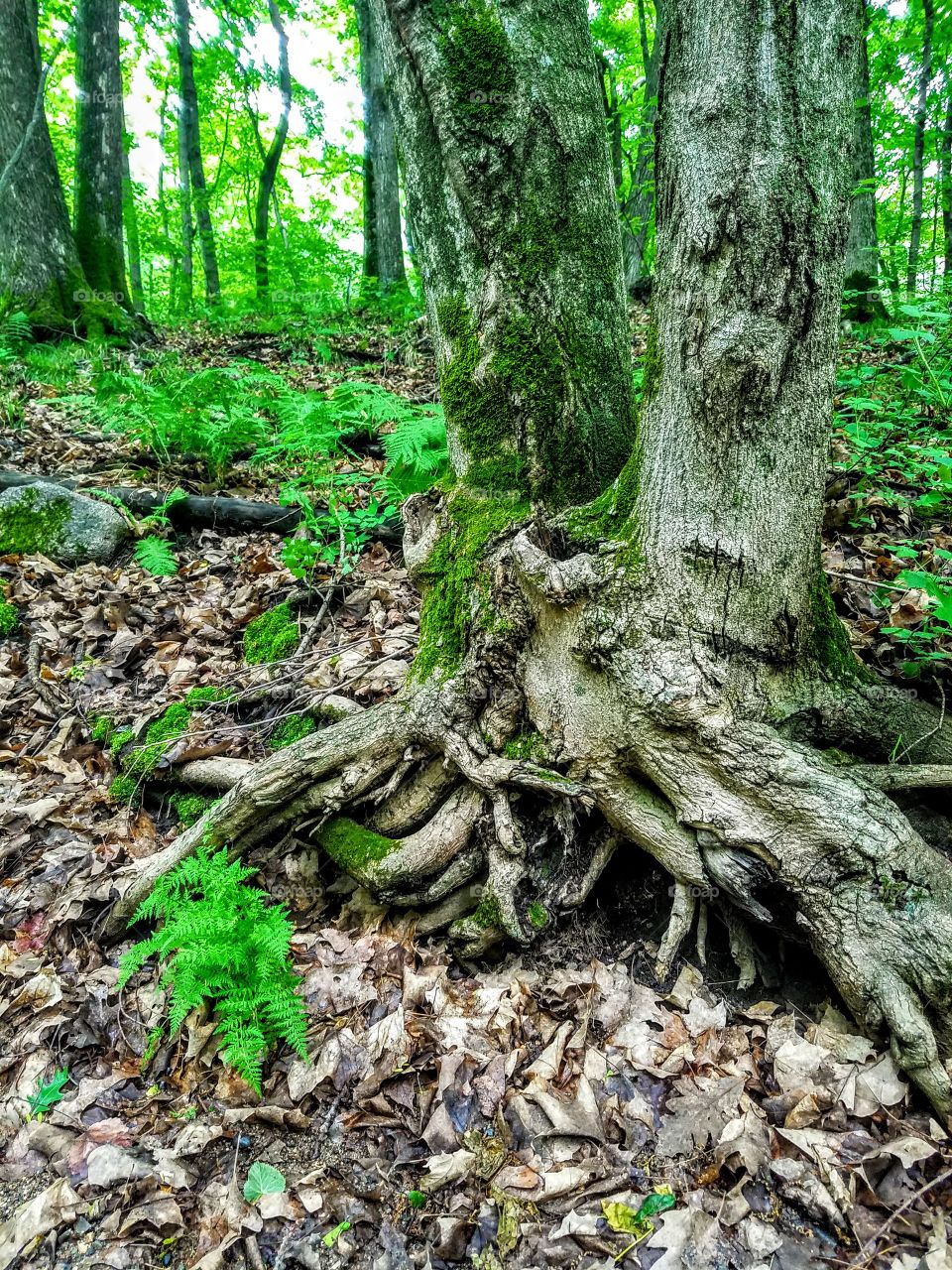 Old tree roots, moss, green forest / woods