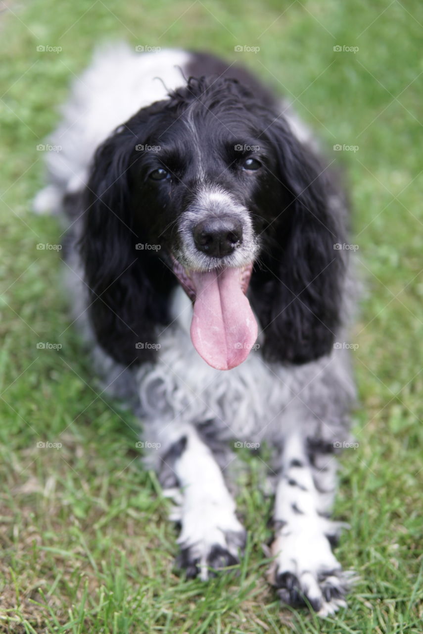 Bonnie the Springer Spaniel