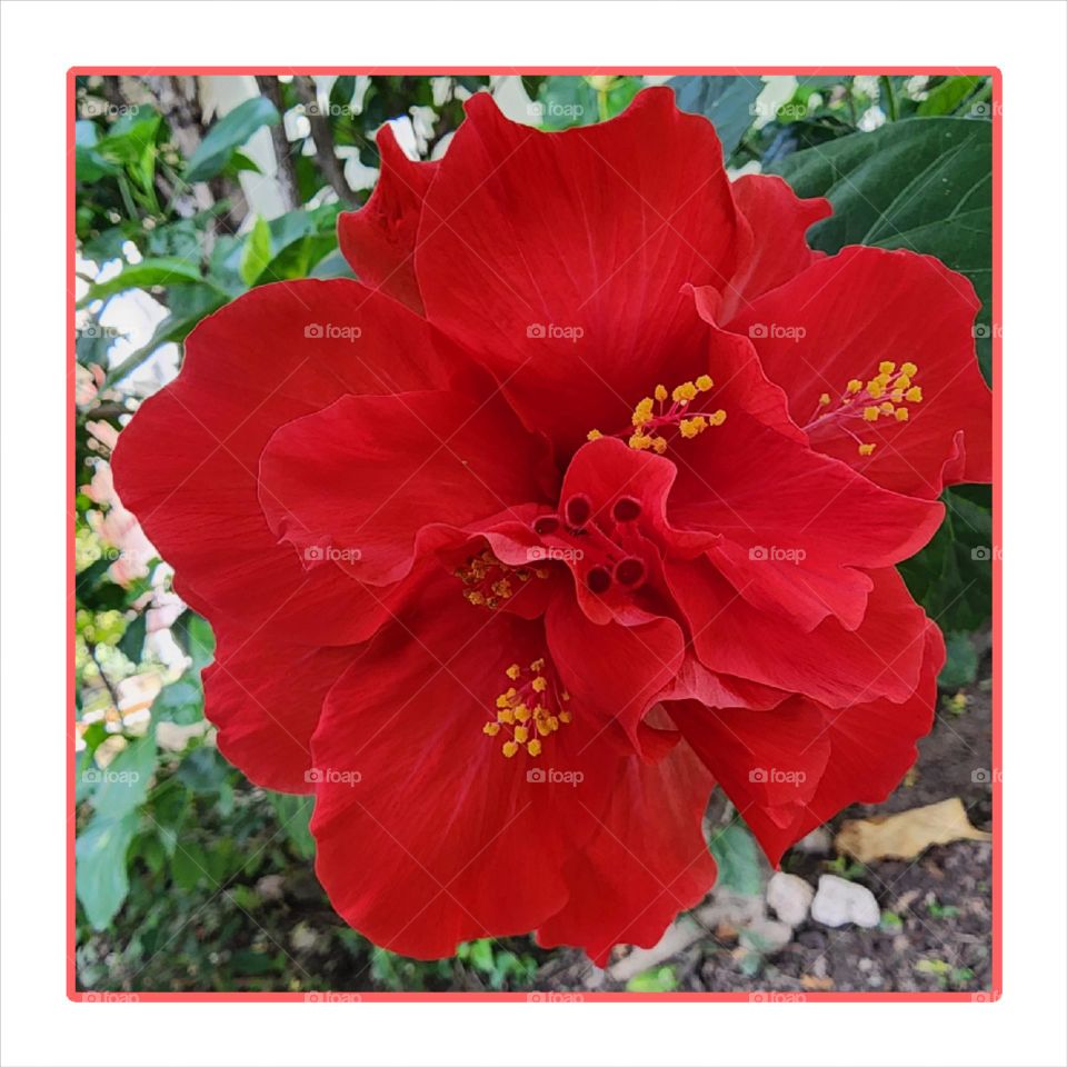 passion red hibiscus
