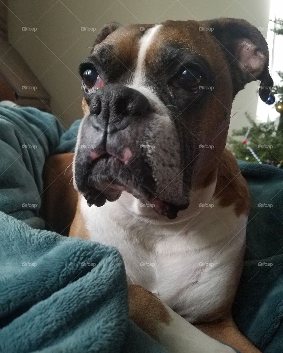 Baxter the Boxer