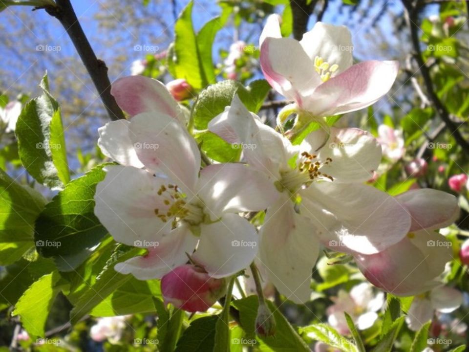 Apple Blossums