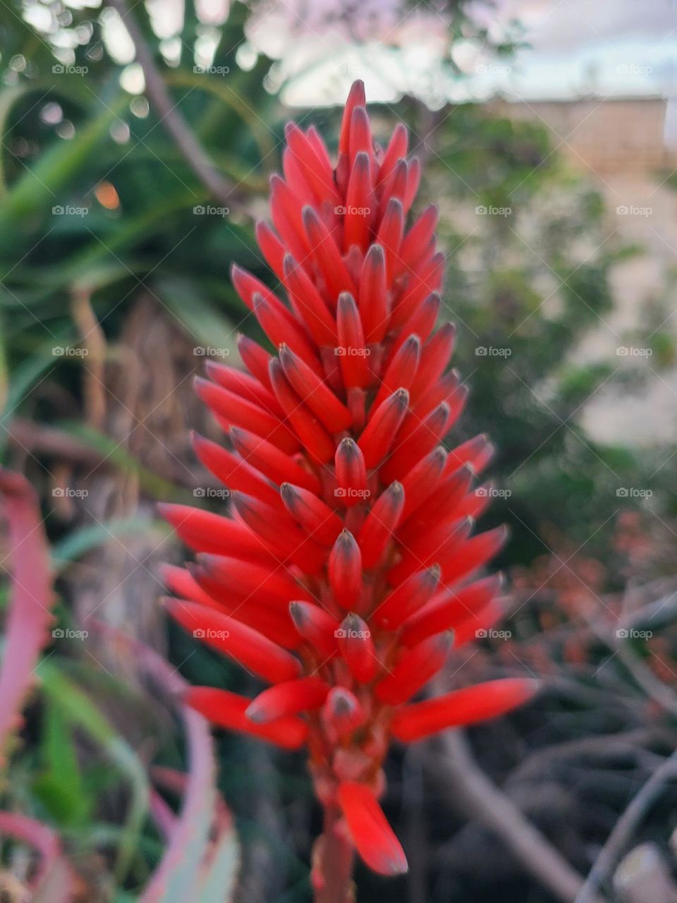 Red Aloe Blossom Closeup
