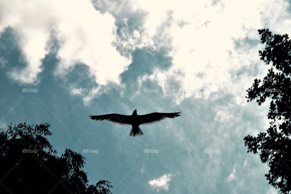 Stockholm. This bird...