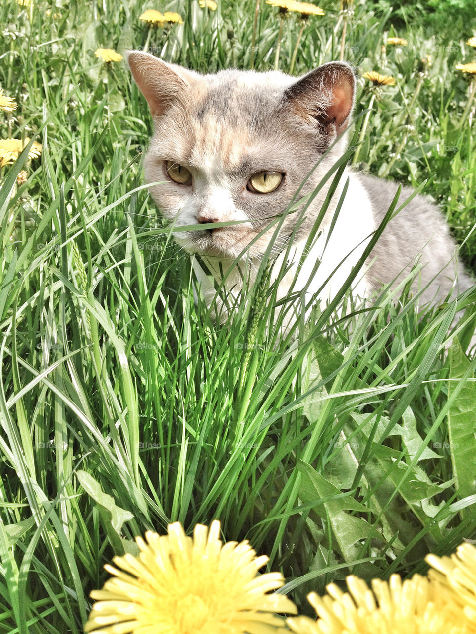 sweden garden dandelion grass by piaktw