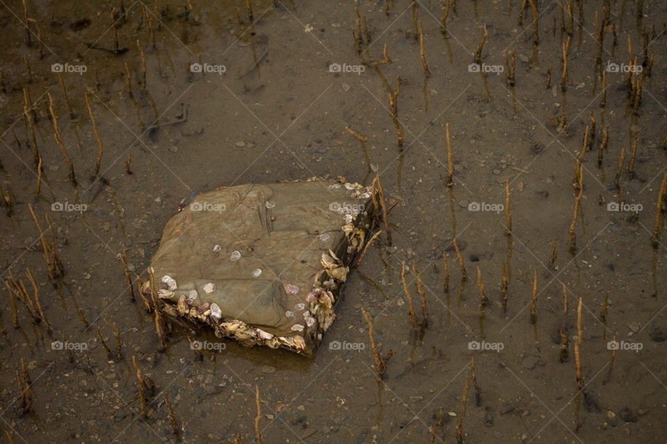 Oyster rock in mangroves