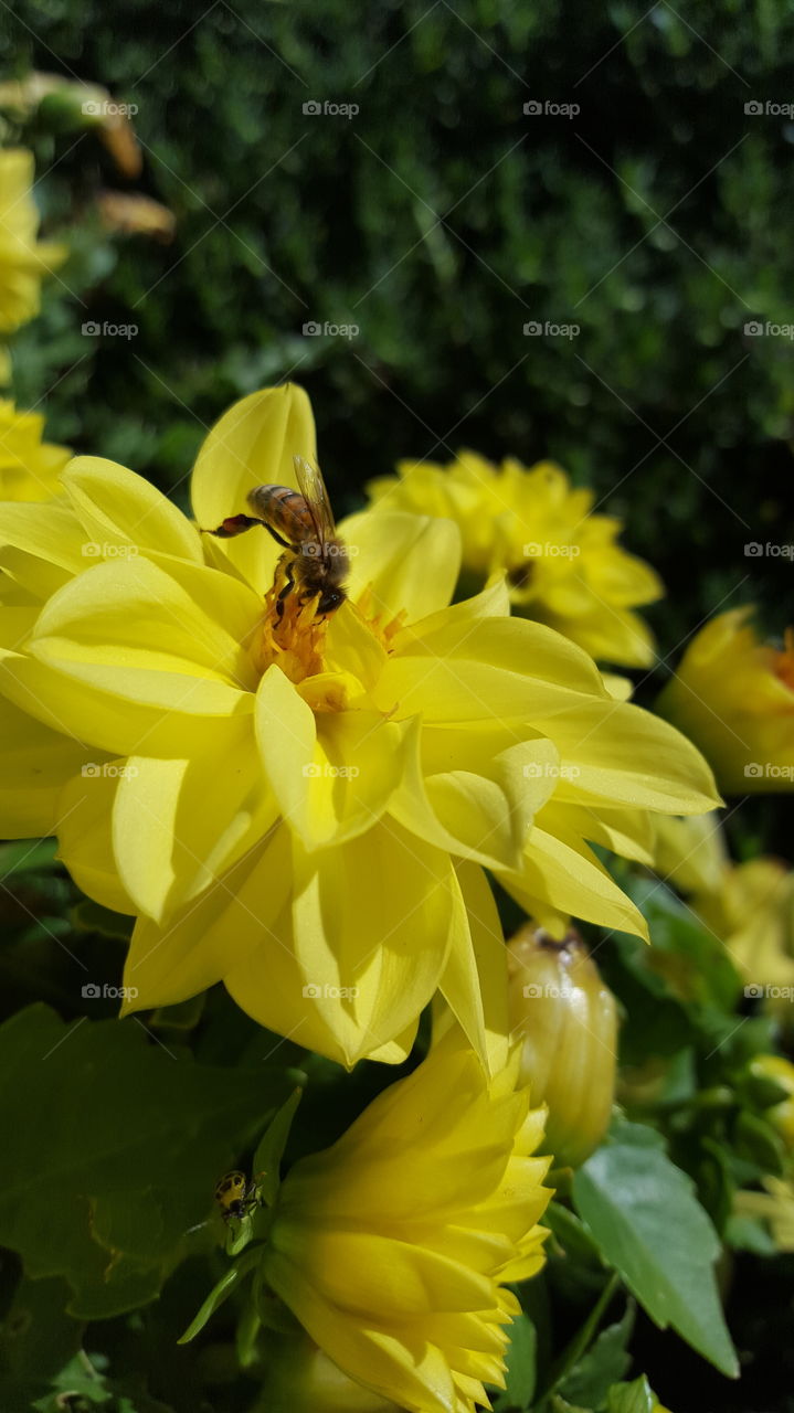 bee on yellow flower