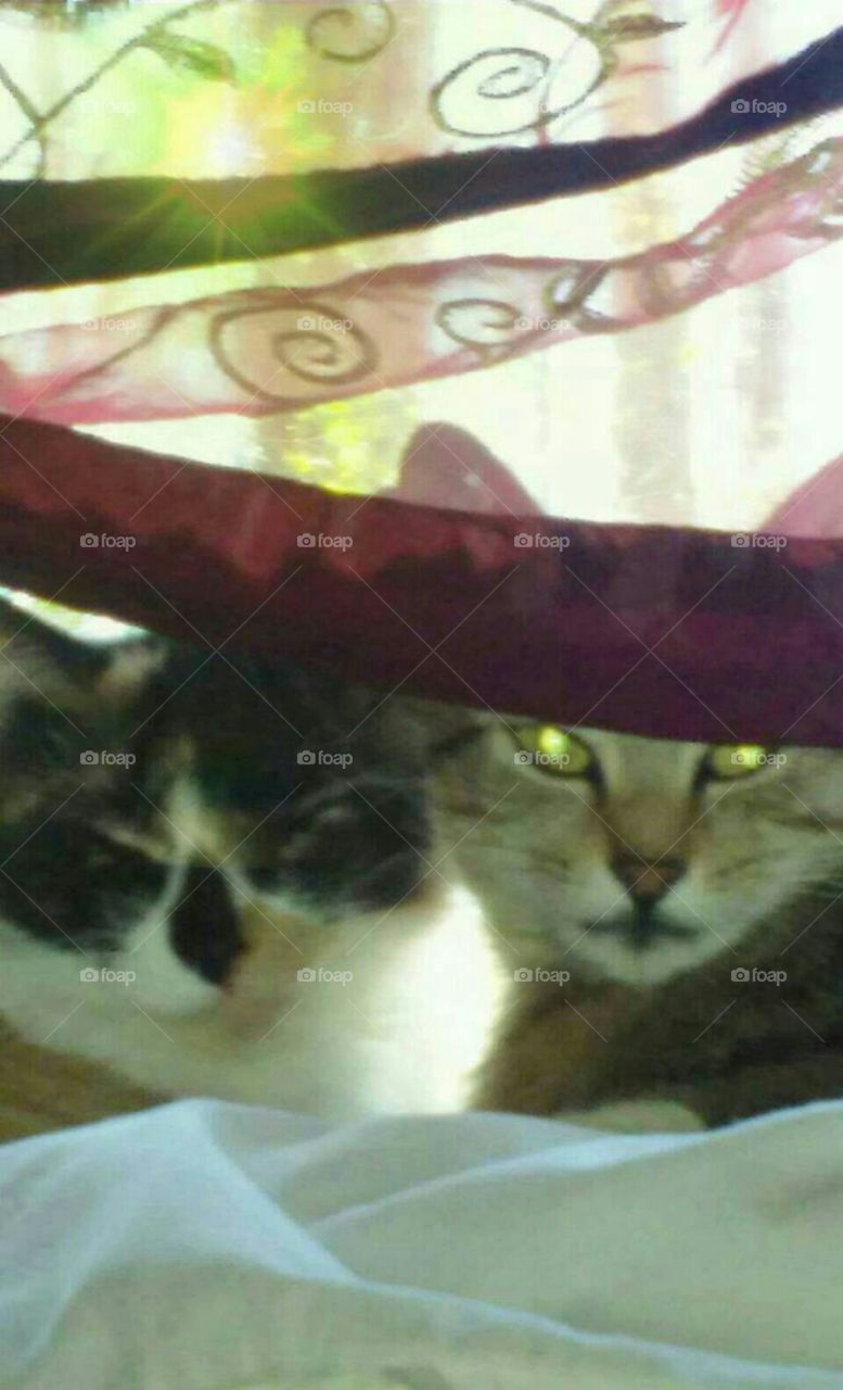 laying in window together (Yeti and Carolina)