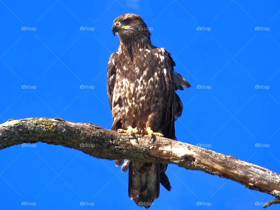 Adolescent Bald Eagle looking for his next meal