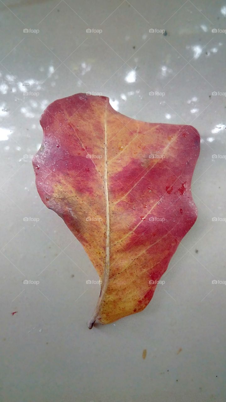 dry leaf