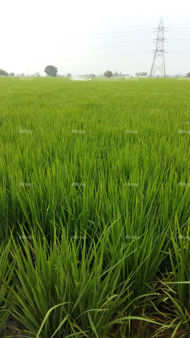paddy crop in india