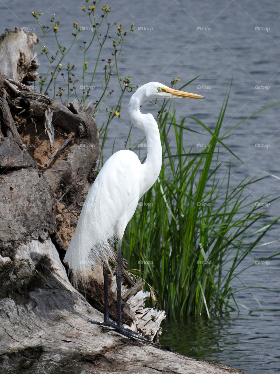 Great Egret