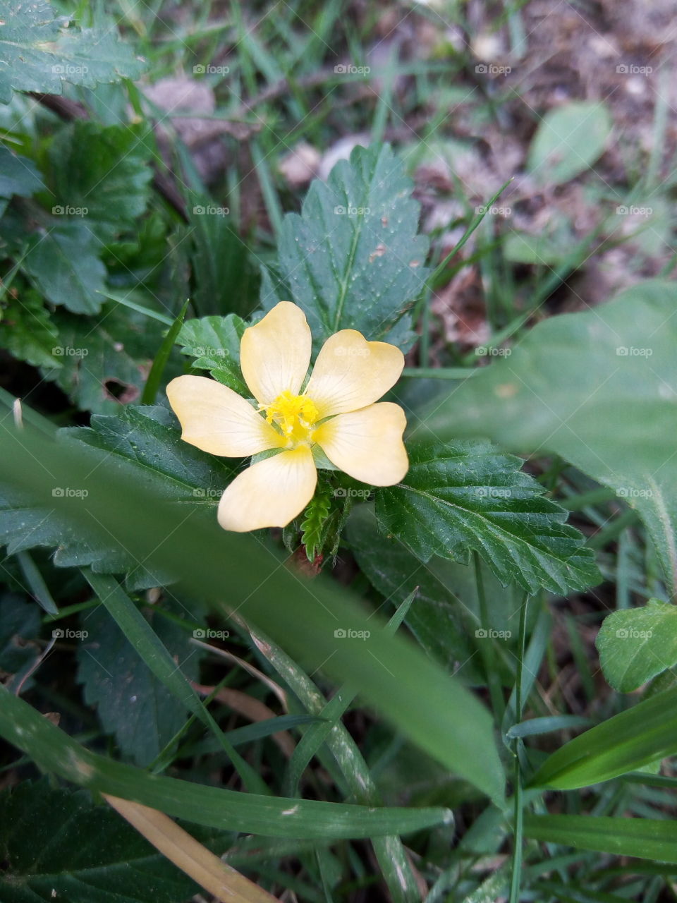 broom weed yellow  blooms