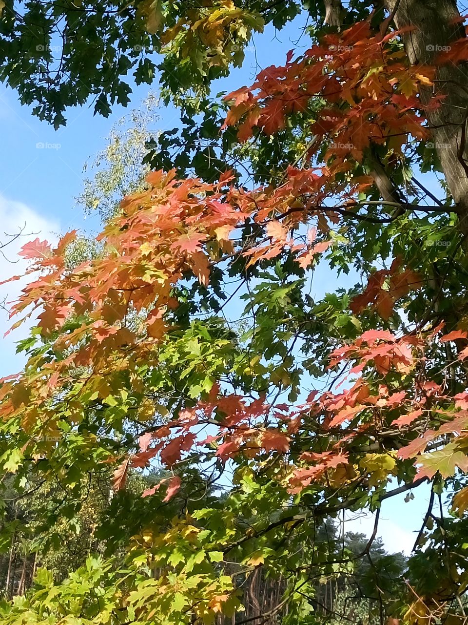 polish nature,   autumn