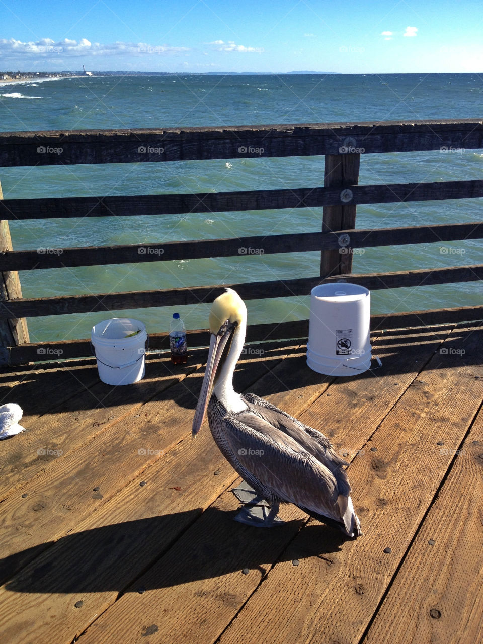 Pelican On The Pier