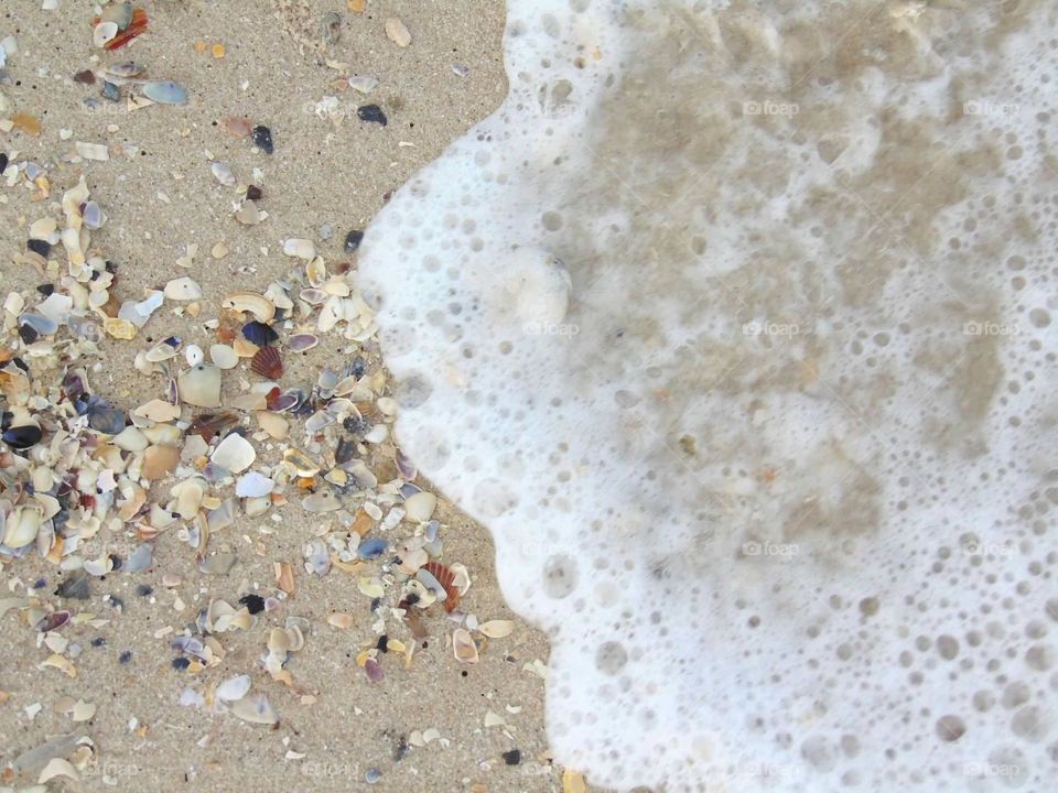 Sea foam and seashells. 