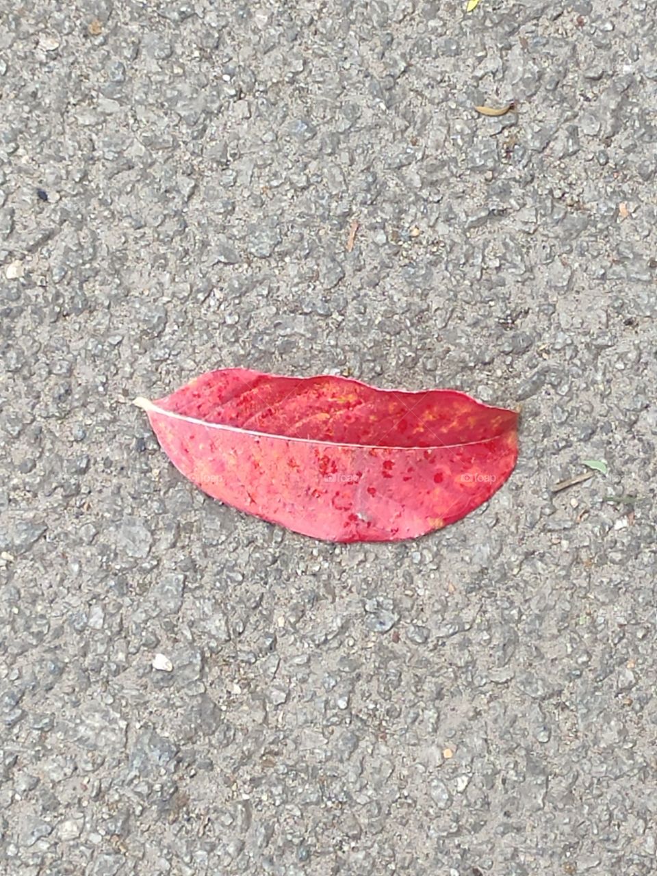 Red leaves are the color they are because of molecules called “anthocyanins”. and sign of Autumnal fall