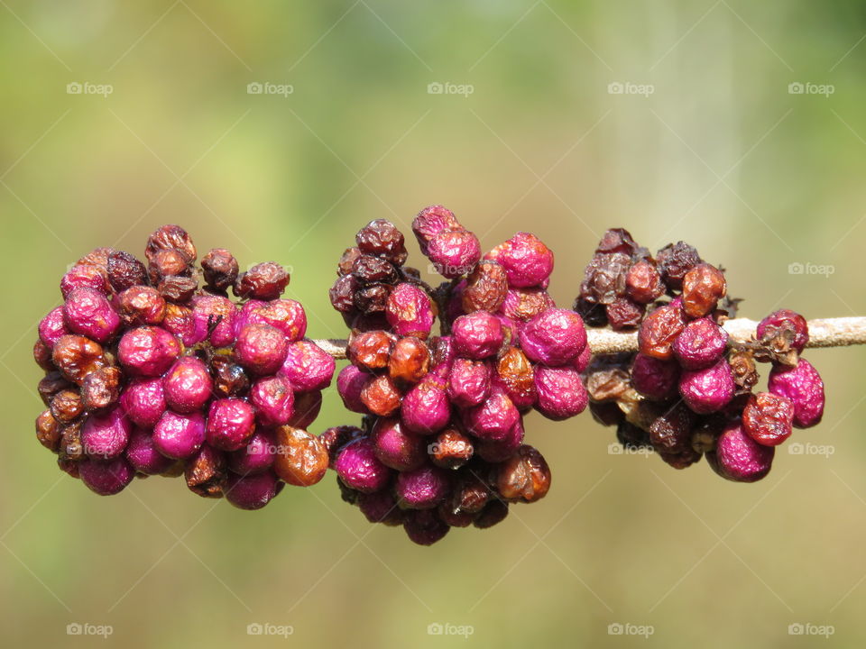 Dried berries