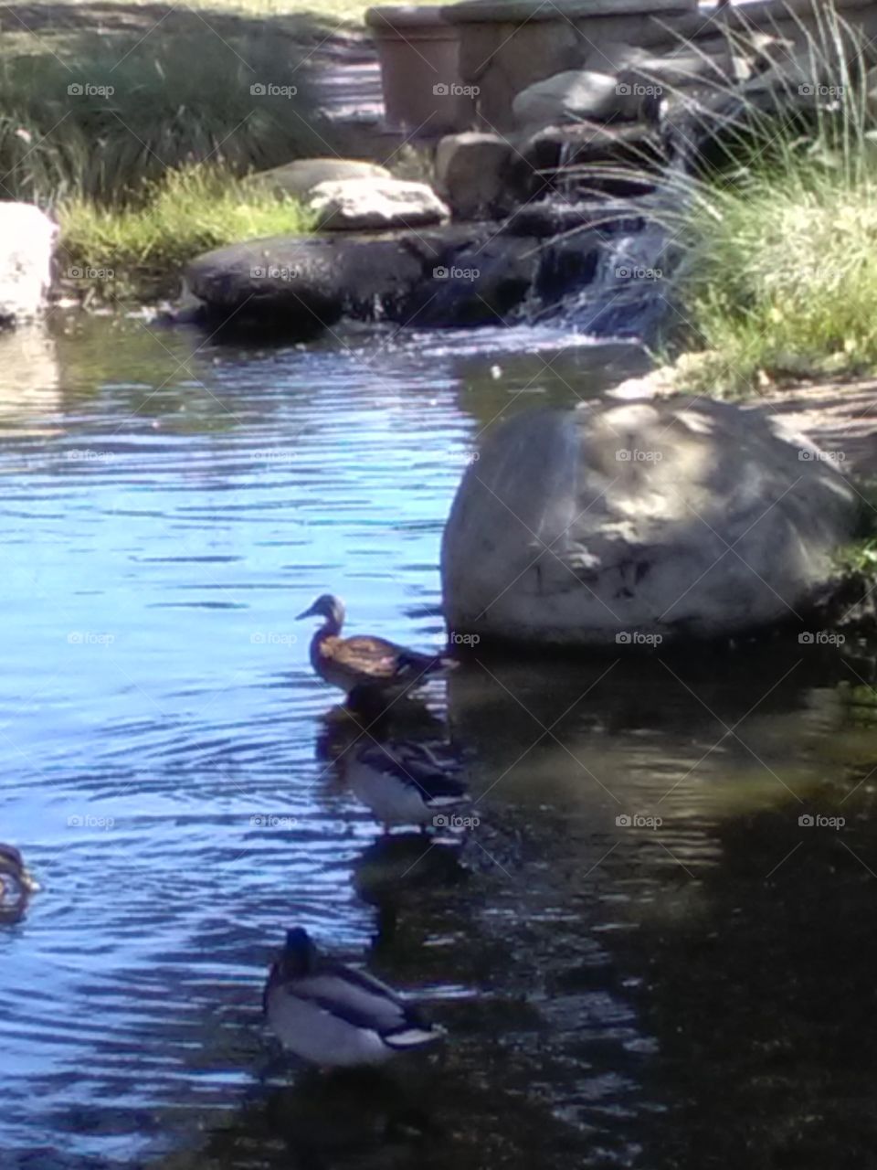 Ducks are relaxing before the day starts :)