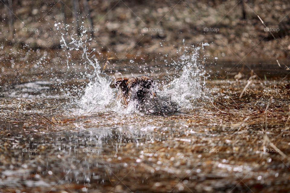 German shepherd dog outdoor have fun in a spring pond 